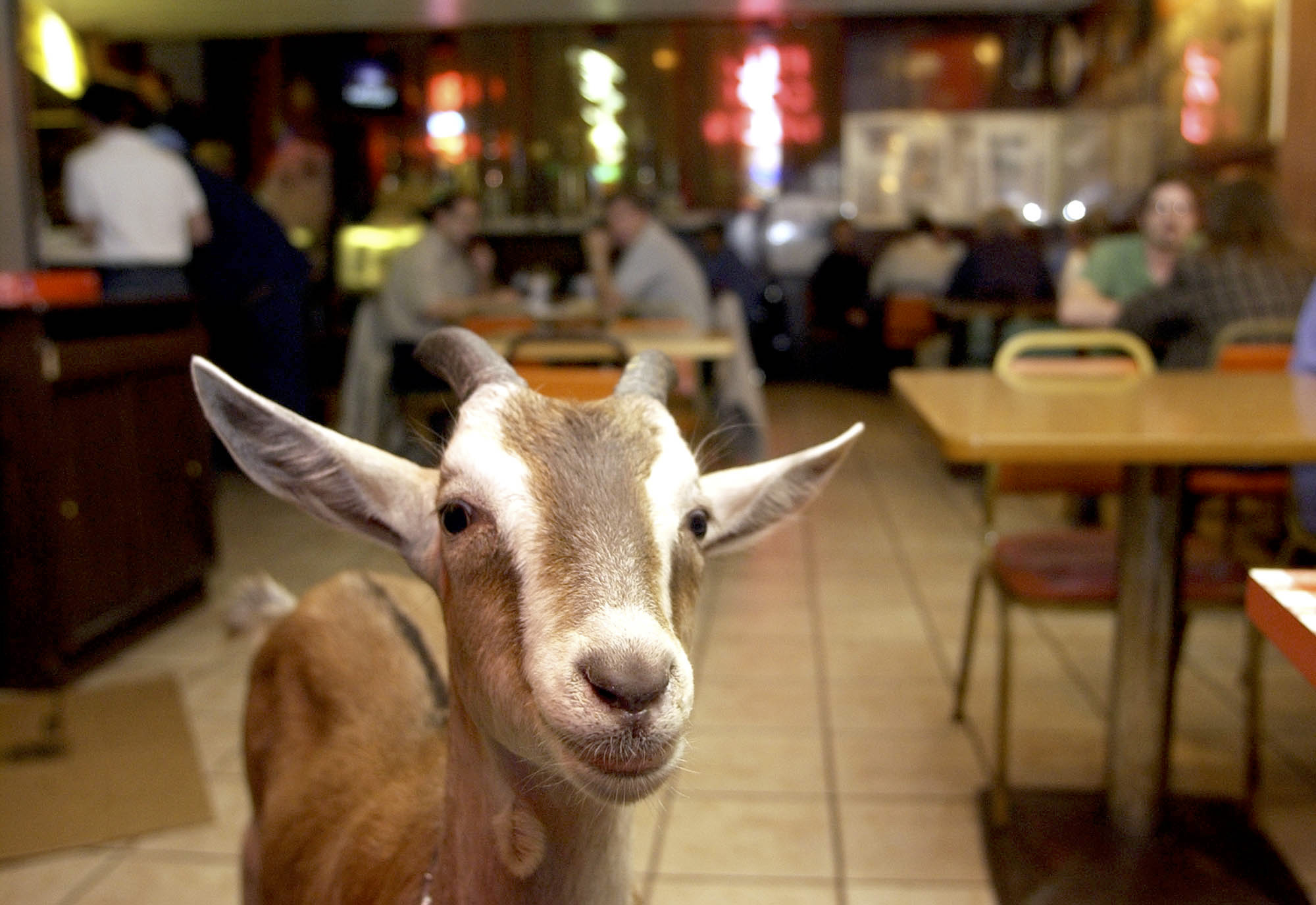 Billy Goat wanders around the Billy Goat Tavern in Chicago Thursday, Oct. 16, 2003. Many fans of the Chicago Cubs blame the curse of the Billy Goat for the team's 9-6 loss to the Florida Marlins in the final game of the NL Championship series.(AP Photo/Steve Matteo) ORG XMIT: CXSM102